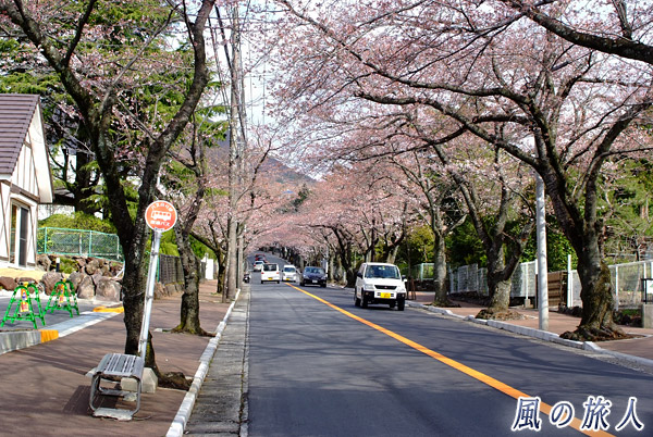 ソメイヨシノの桜並木　伊豆高原桜まつりの写真