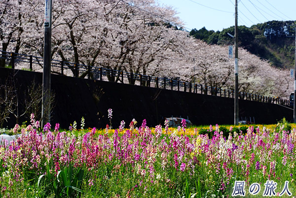 姫金魚草と桜並木　松崎の花畑と桜並木の写真
