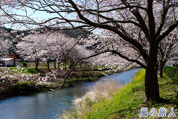那賀川と桜　松崎の花畑と桜並木の写真