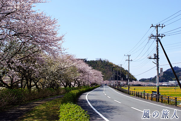 松崎の花畑と桜並木の写真