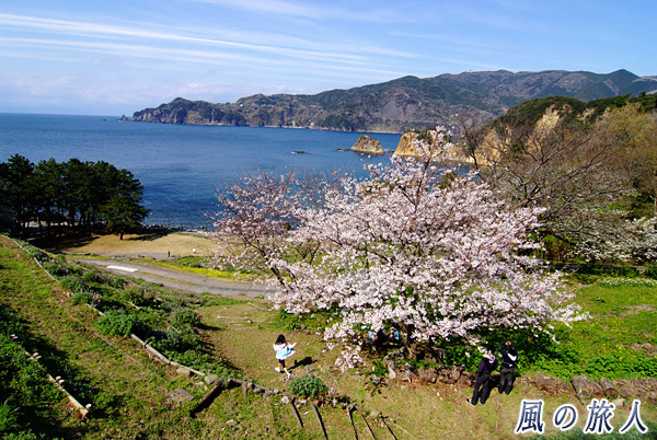駿河湾と桜　黄金崎さくら祭りの写真