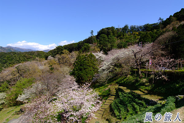 岬の緑と桜　黄金崎さくら祭りの写真