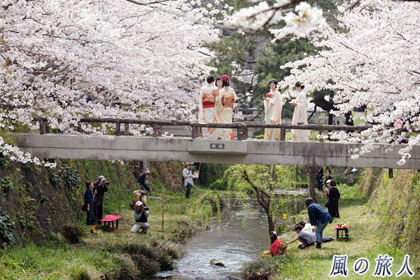 桜の中の流しびな　一の坂川ひな流しの写真
