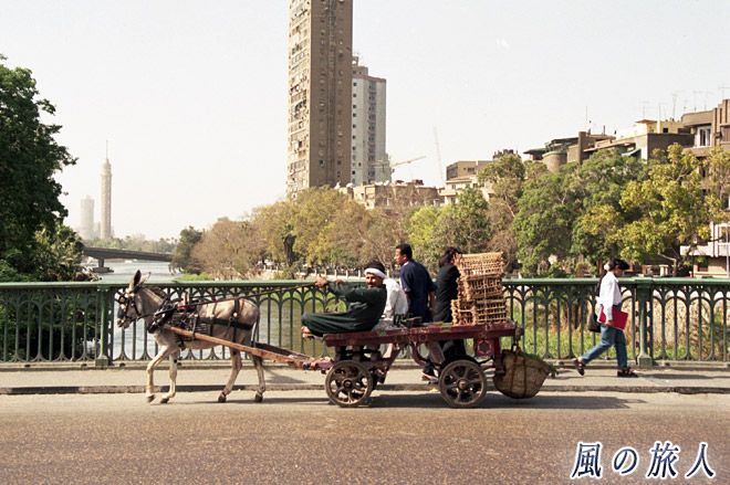 ロバ車　ナイル川沿いの景観（カイロ）の写真