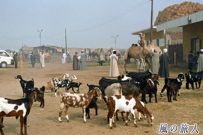 ラクダ市場のヤギ　ビルカシュ　ラクダ市場の写真　Birqash Camel Market