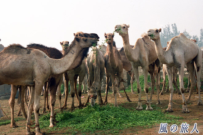みんなでお食事　ビルカシュ　ラクダ市場の写真　Birqash Camel Market