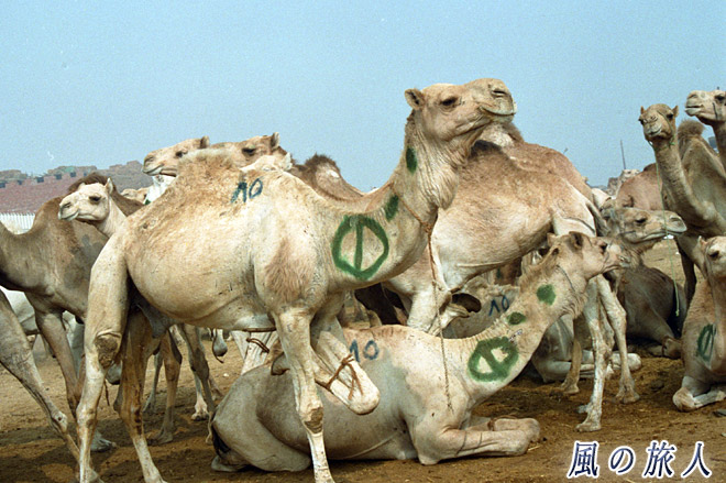 ラクダ市のラクダ　ビルカシュ　ラクダ市場の写真　Birqash Camel Market
