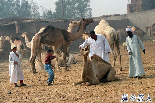 こちらも散髪中　ビルカシュ　ラクダ市場の写真　Birqash Camel Market