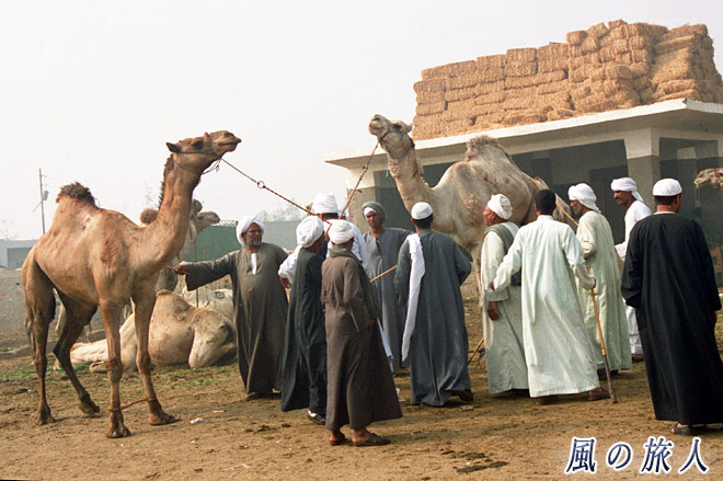 どっちにする　ビルカシュ　ラクダ市場の写真　Birqash Camel Market