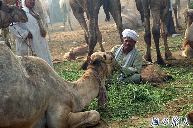 餌やり　ビルカシュ　ラクダ市場の写真　Birqash Camel Market