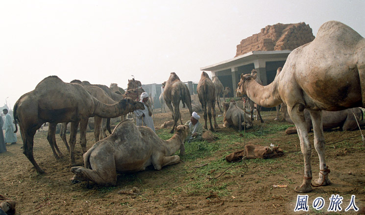 ラクダおじさん　ビルカシュ　ラクダ市場の写真　Birqash Camel Market