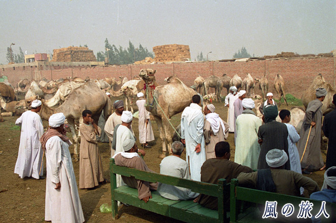 大勢のラクダ使いとラクダ　ビルカシュ　ラクダ市場の写真　Birqash Camel Market