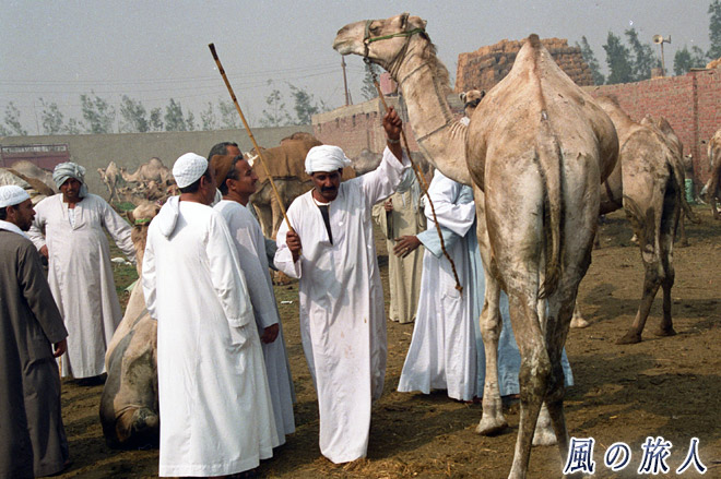 お買い上げ　ビルカシュ　ラクダ市場の写真　Birqash Camel Market
