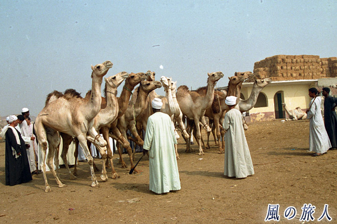 ラクダの品定め　ビルカシュ　ラクダ市場の写真　Birqash Camel Market