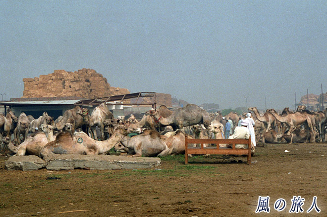 ラクダのいる光景　ビルカシュ　ラクダ市場の写真　Birqash Camel Market