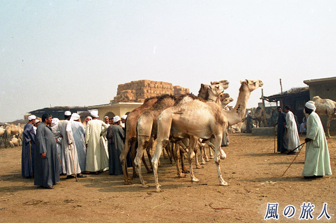 交渉中　ビルカシュ　ラクダ市場の写真　Birqash Camel Market