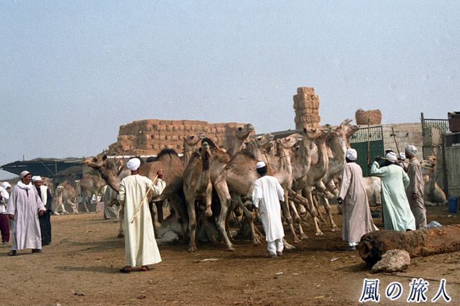 さあ店仕舞いだ　ビルカシュ　ラクダ市場の写真　Birqash Camel Market