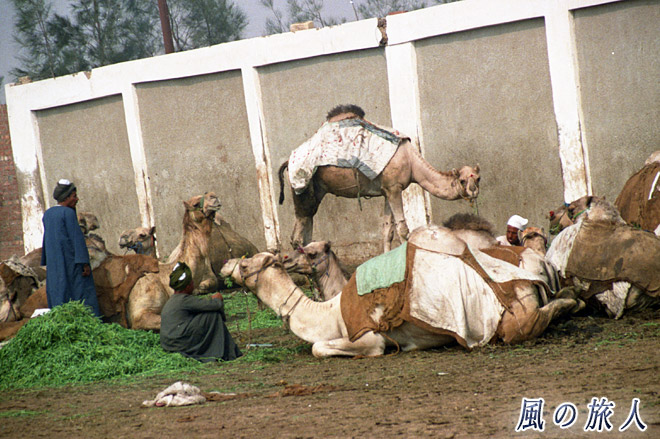 お洋服ラクダ　ビルカシュ　ラクダ市場の写真　Birqash Camel Market