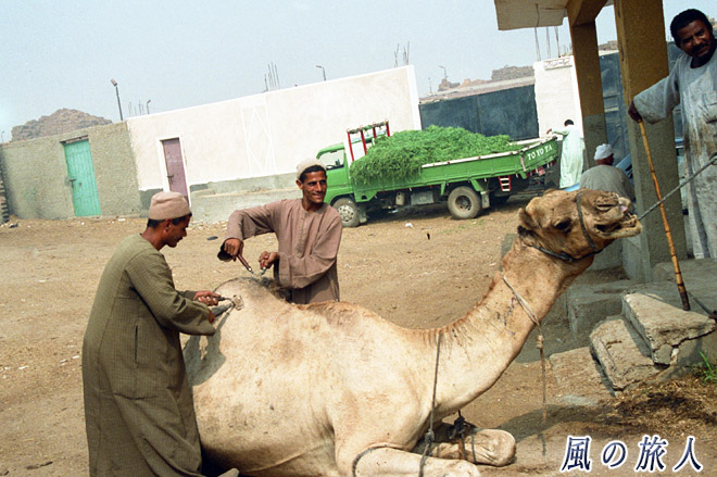 散髪中　ビルカシュ　ラクダ市場の写真　Birqash Camel Market