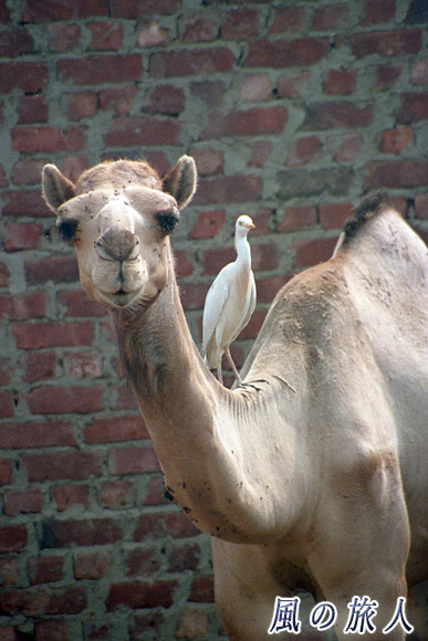 鳥とラクダ　ビルカシュ　ラクダ市場の写真　Birqash Camel Market