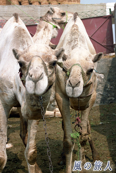 仲良しラクダ　ビルカシュ　ラクダ市場の写真　Birqash Camel Market