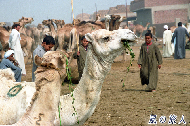 ラクダと小さなラクダ使い　ビルカシュ　ラクダ市場の写真　Birqash Camel Market