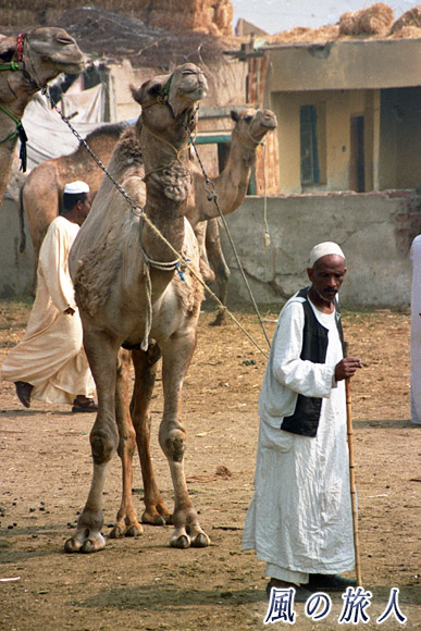 ラクダを引く老人　ビルカシュ　ラクダ市場の写真　Birqash Camel Market