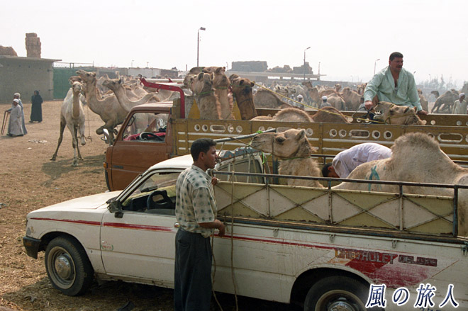 ラクダの移動　ビルカシュ　ラクダ市場の写真　Birqash Camel Market