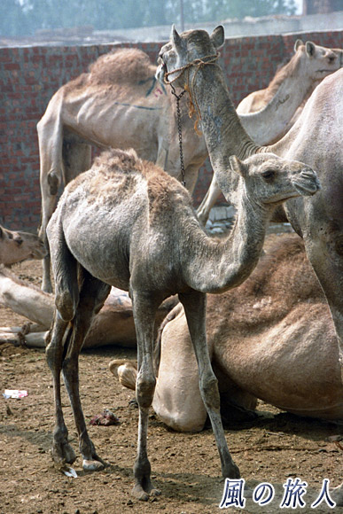 子どもラクダ　ビルカシュ　ラクダ市場の写真　Birqash Camel Market