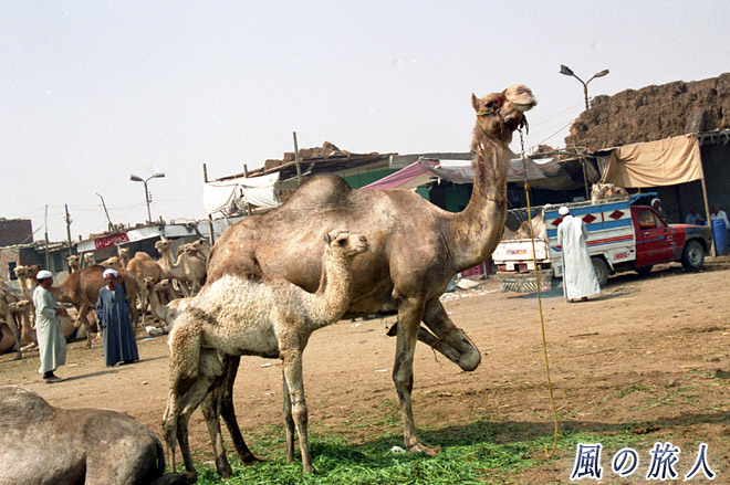 親子ラクダ　ビルカシュ　ラクダ市場の写真　Birqash Camel Market