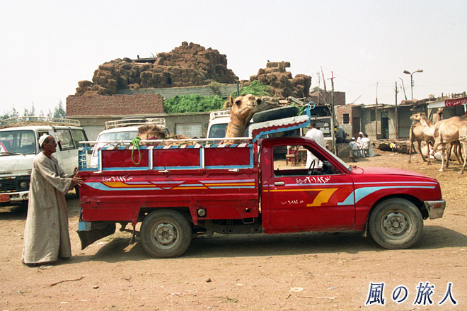 ラクダカー　ビルカシュ　ラクダ市場の写真　Birqash Camel Market