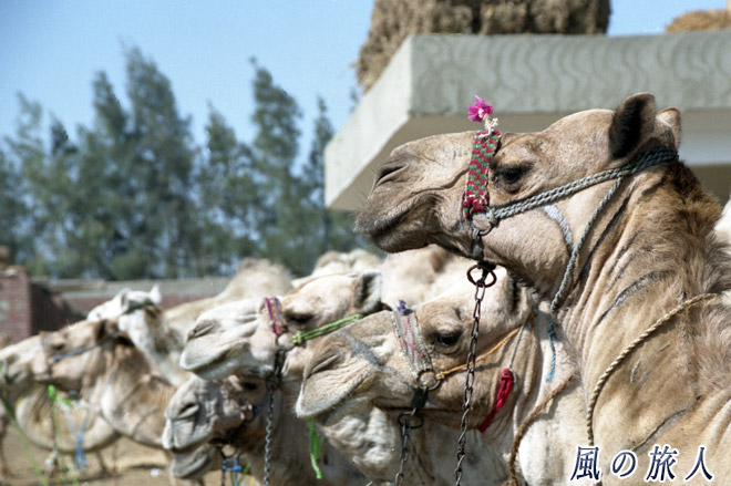 キャメルマーケットのラクダたち　ビルカシュ　ラクダ市場の写真　Birqash Camel Market