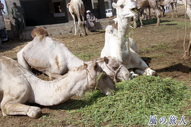 子ラクダの食事　ビルカシュ　ラクダ市場の写真　Birqash Camel Market