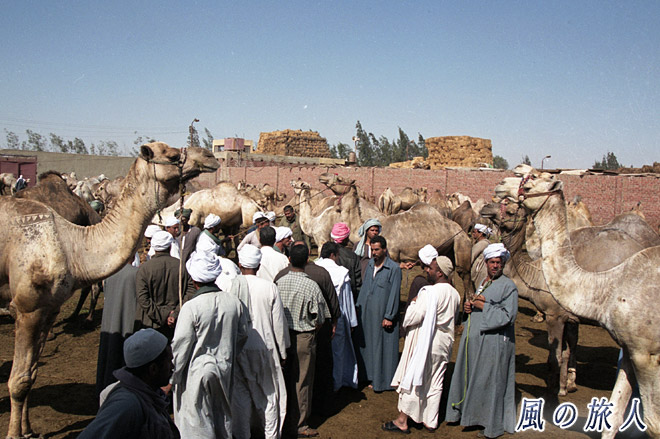 ビルカシュ　ラクダ市場の写真　Birqash Camel Market