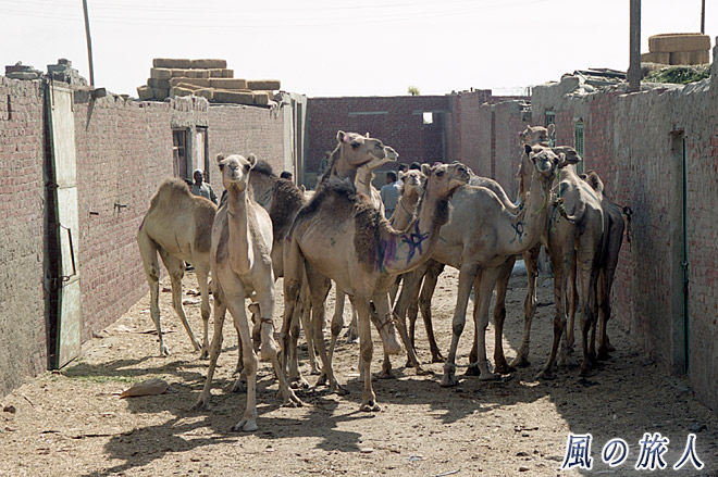 ラクダの厩舎　ビルカシュ　ラクダ市場の写真　Birqash Camel Market