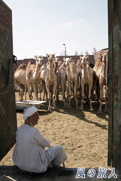 老人とラクダ　ビルカシュ　ラクダ市場の写真　Birqash Camel Market