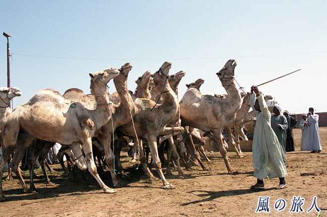 のけ反るラクダ　ビルカシュ　ラクダ市場の写真　Birqash Camel Market