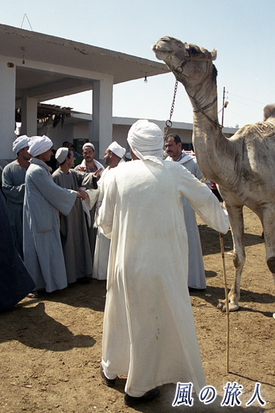ヒートアップ　ビルカシュ　ラクダ市場の写真　Birqash Camel Market