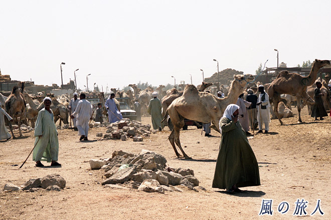 慌ただしい市場内　ビルカシュ　ラクダ市場の写真　Birqash Camel Market
