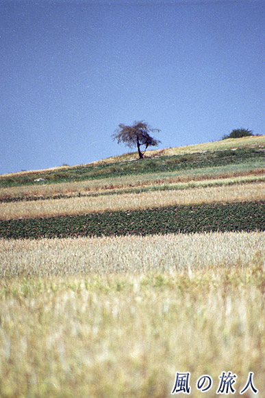 斜面の畑　ヨルダン渓谷の写真