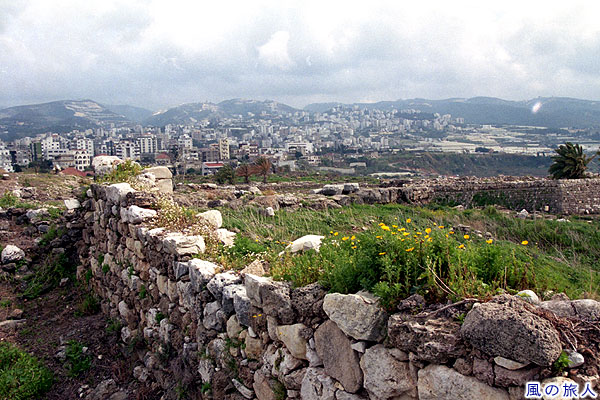 石垣と野花　ビブロス遺跡の写真