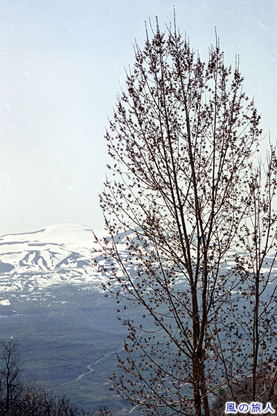 レバノン山脈と木
