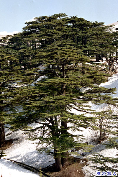雪とレバノン杉