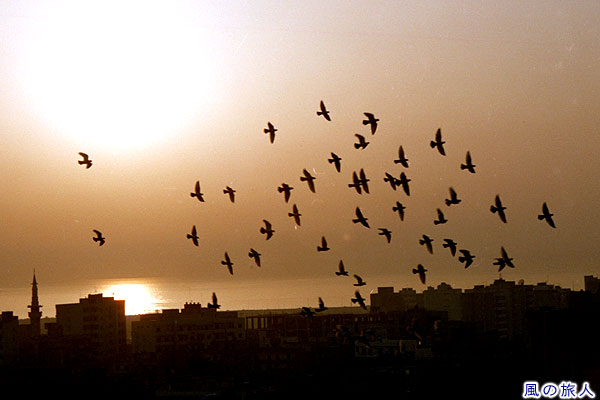 町を飛ぶ鳩　セント・ジル城砦の眺め