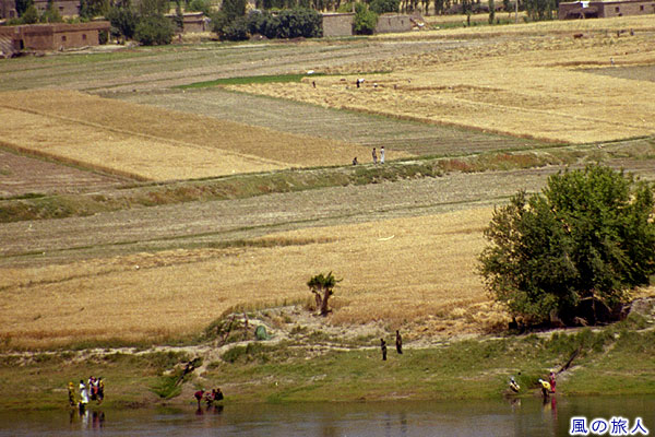 ユーフラテス川と麦畑　Euphrates and Wheat field