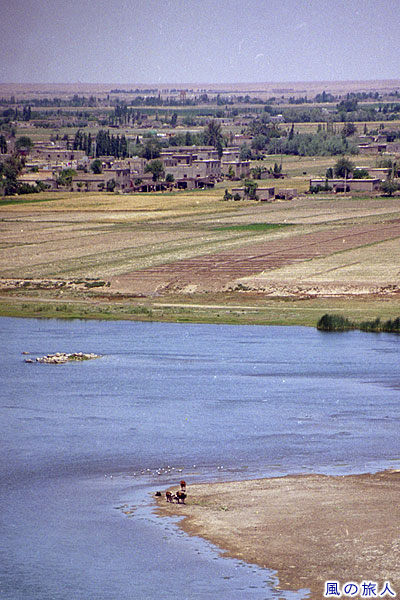 ユーフラテス川と麦畑　Euphrates and Wheat field