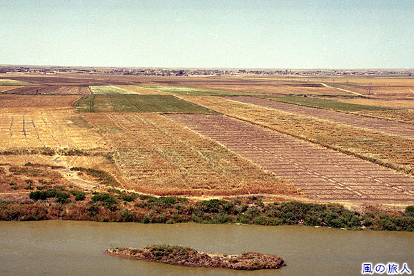 ハブール川と麦畑２