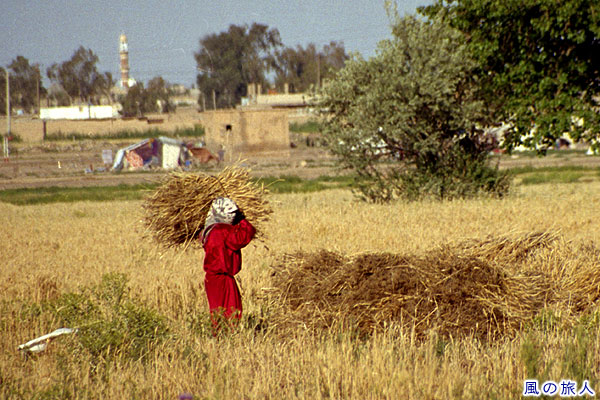 麦を運ぶ女性