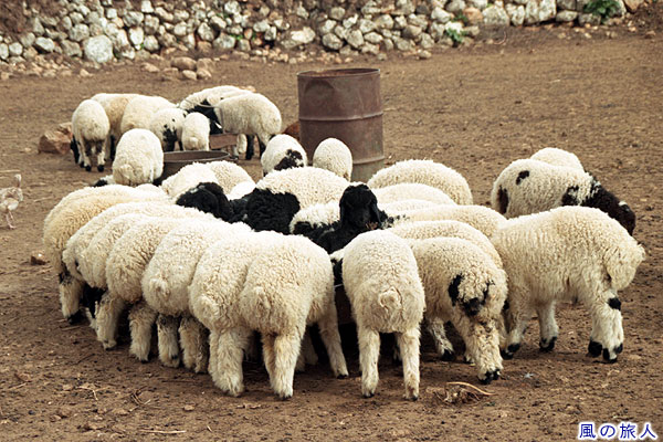 食事中の羊