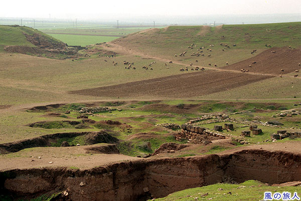 遺跡と羊の群れ　エブラ遺跡の写真